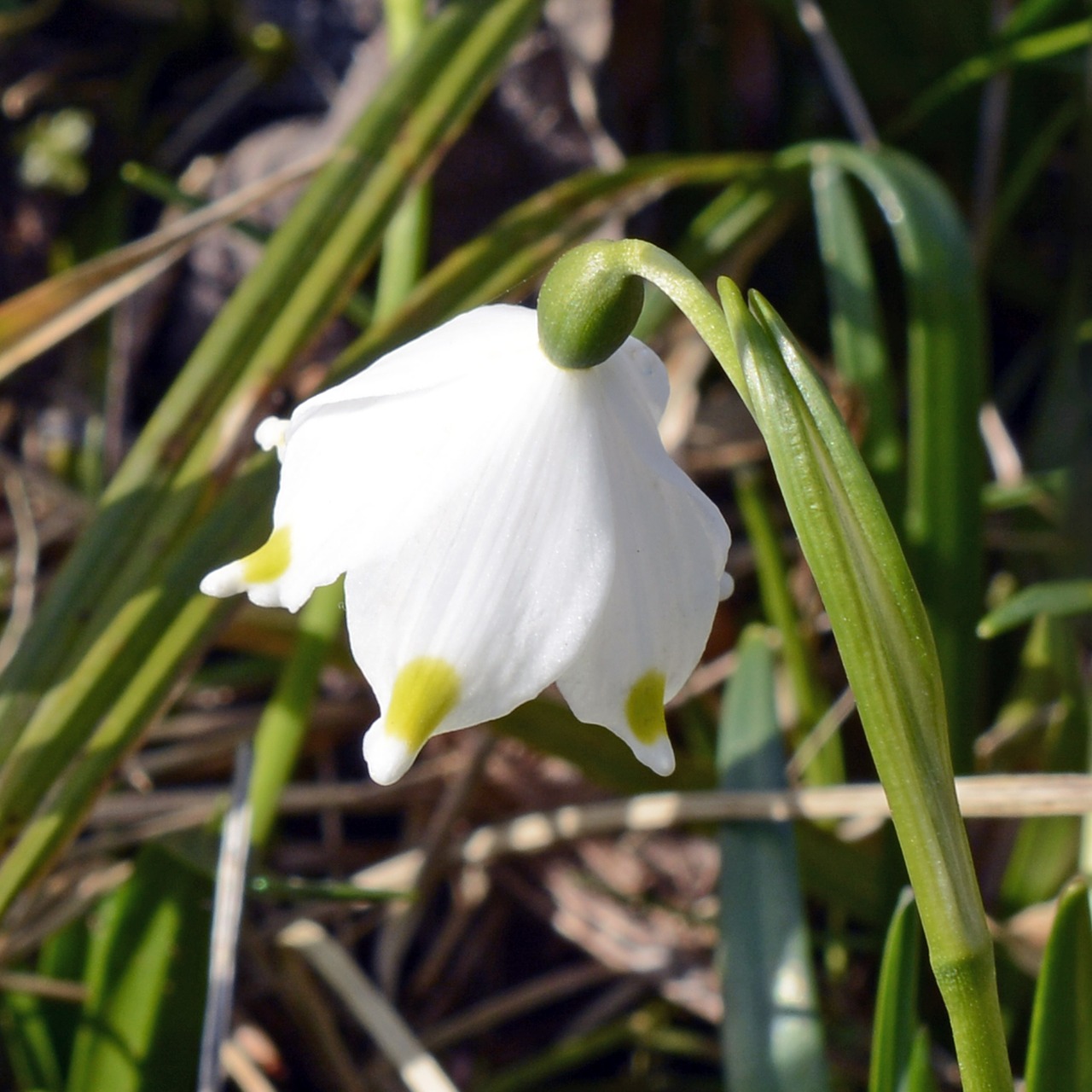 snowflake lily of the valley flower free photo