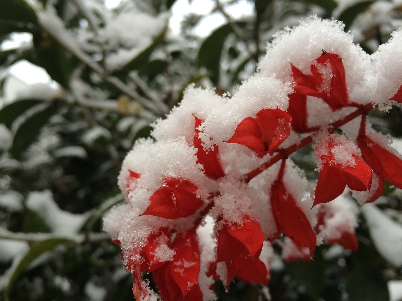 snowflake plant color free photo