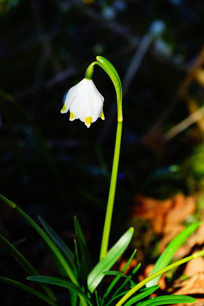 snowflake flower blossom free photo