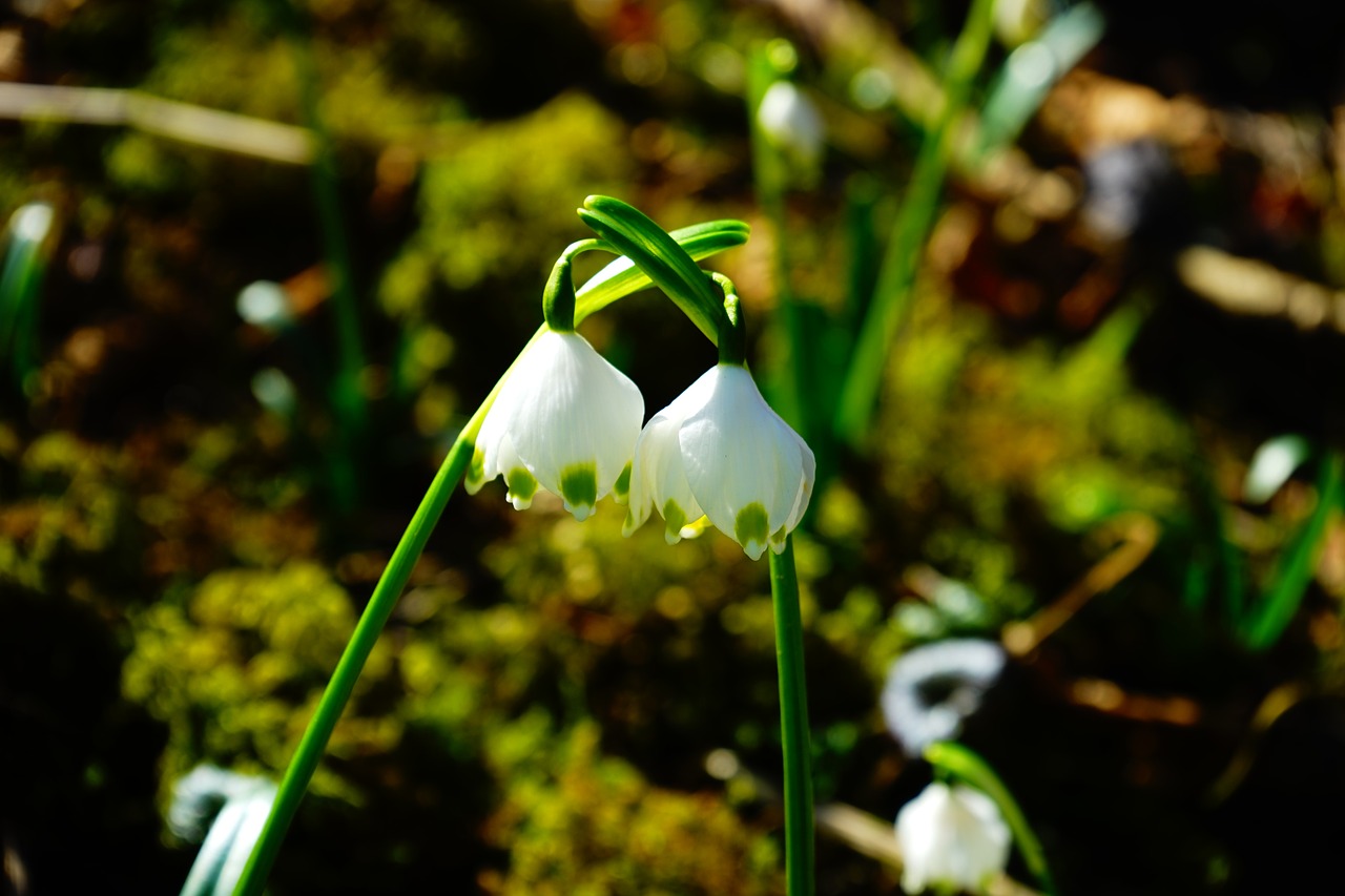 snowflake pair two free photo