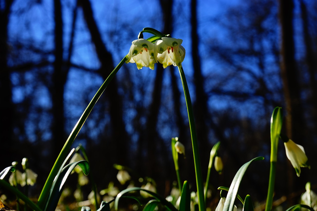 snowflake flower blossom free photo