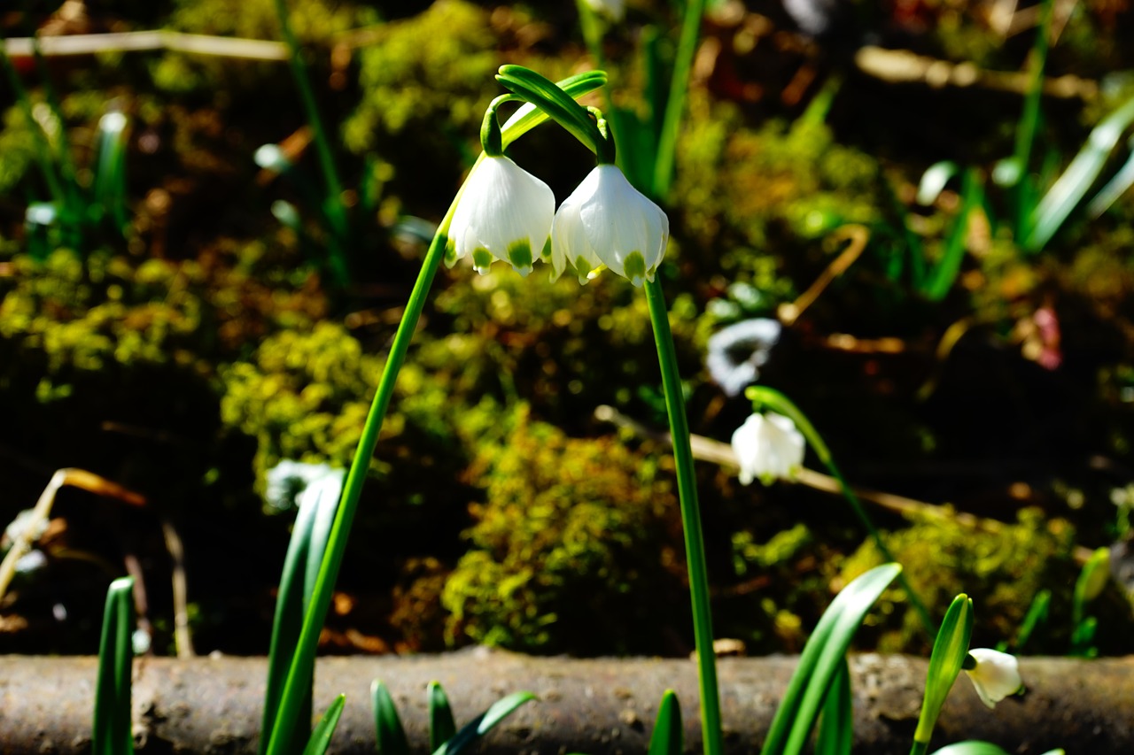 snowflake flower blossom free photo