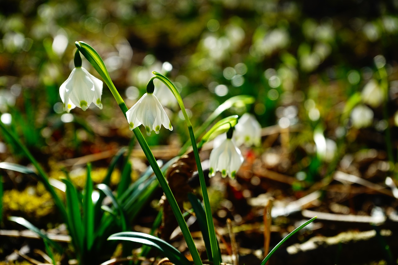 snowflake flower blossom free photo