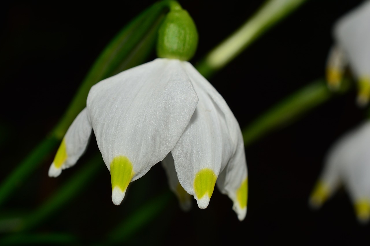 snowflake flower spring flower free photo