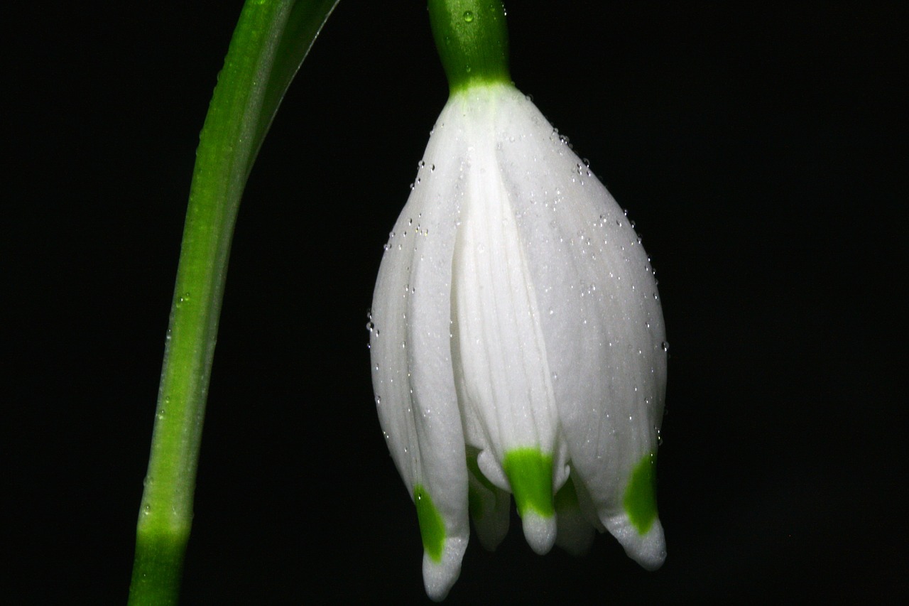 snowflake flower blossom free photo