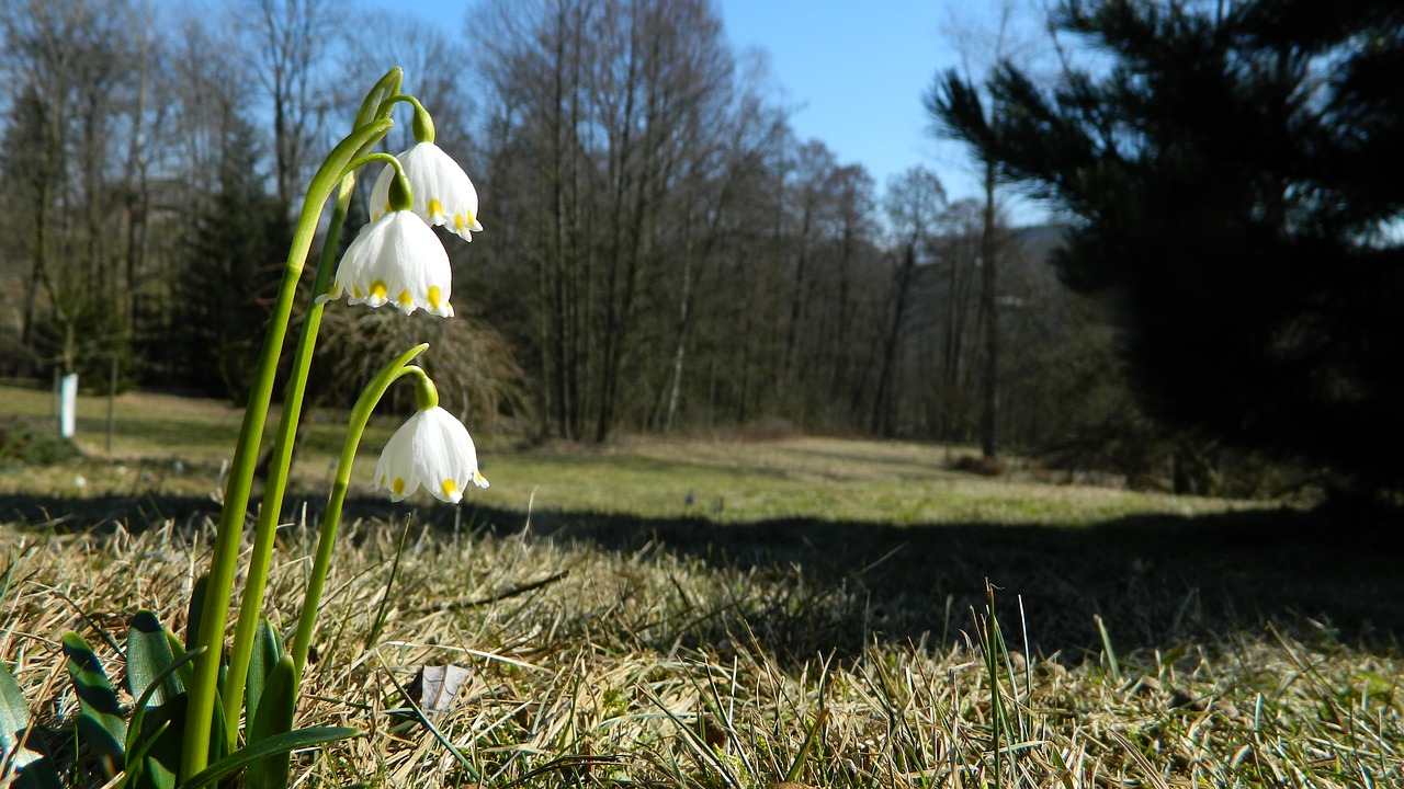 snowflake white flower free photo