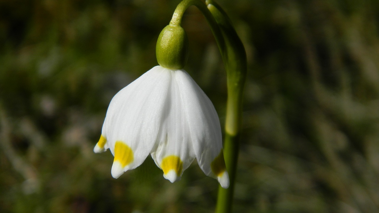 snowflake white flower free photo