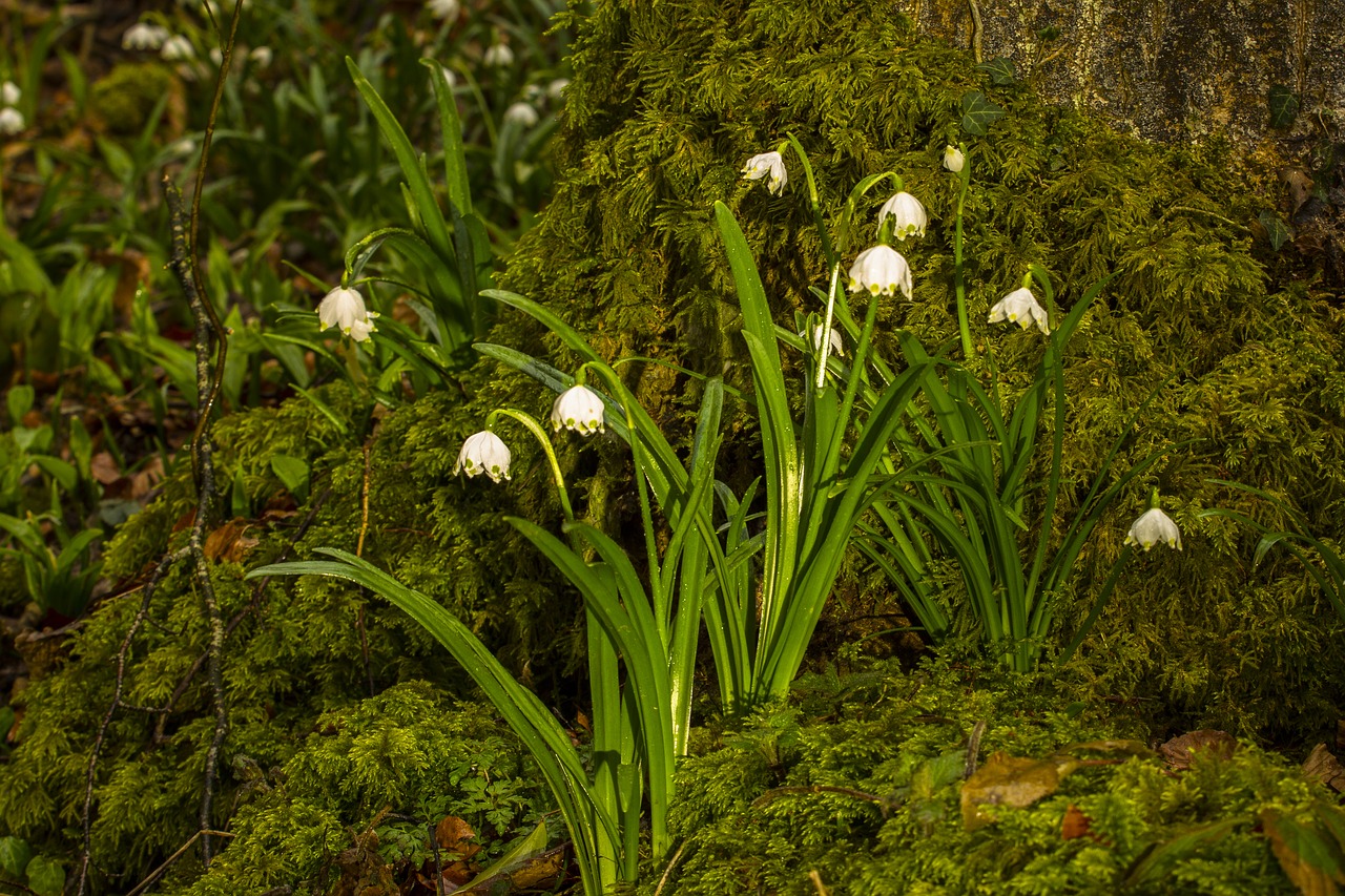 snowflake snowdrop wild flower free photo