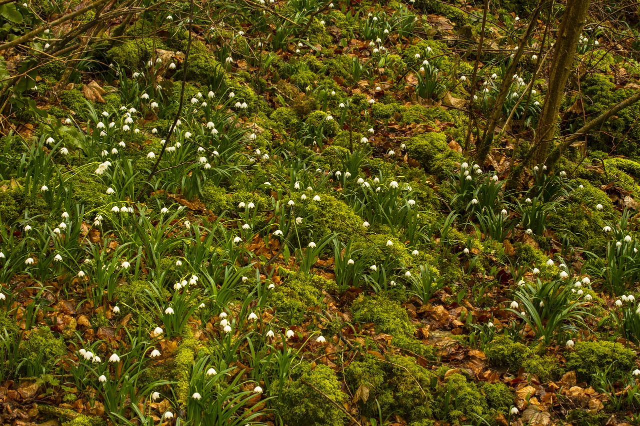 snowflake snowdrop spring flower free photo