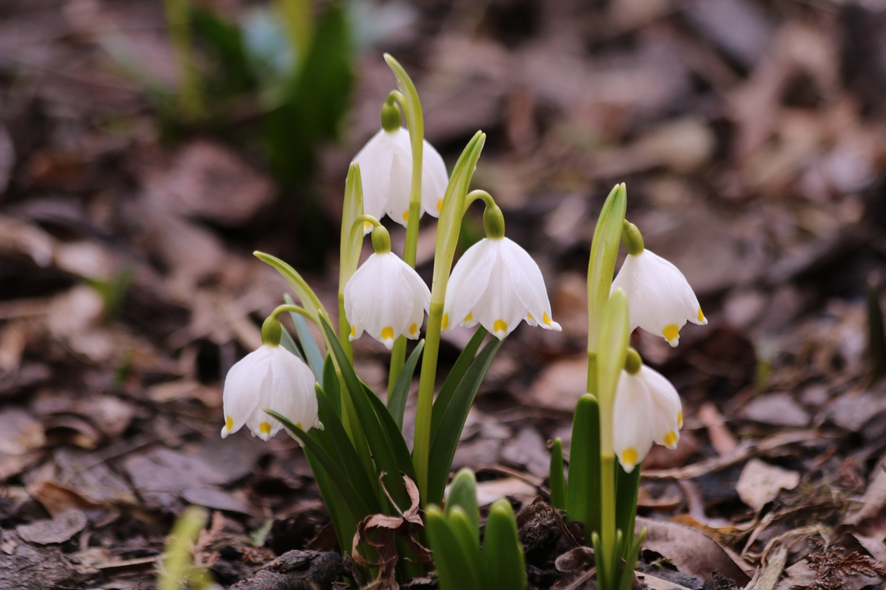 snowflake flower bulbs spring free photo