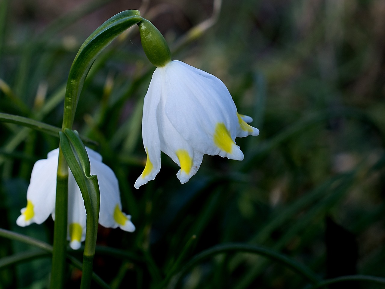 snowflake nature flower free photo