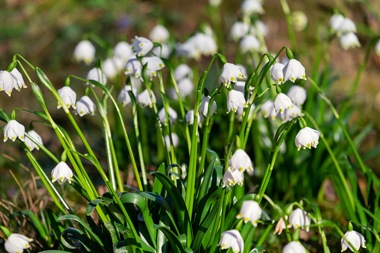 snowflake  flower  bloom free photo