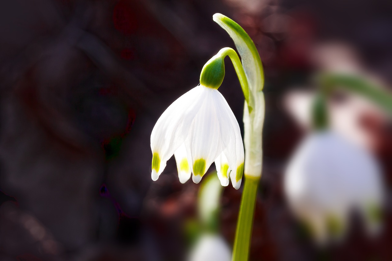 snowflake  flower  blossom free photo