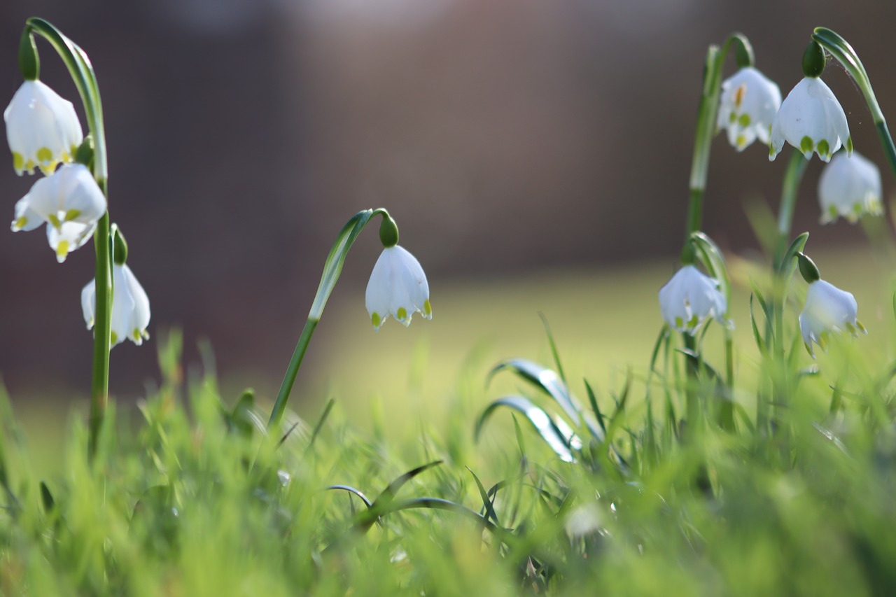 snowflake  early bloomer  white free photo