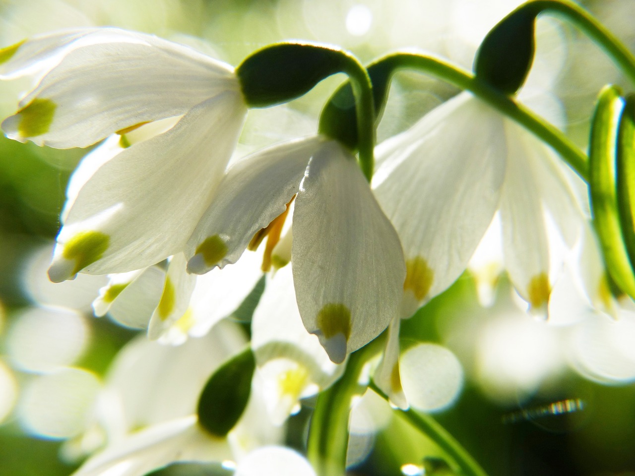 snowflake  macro  snowdrop free photo