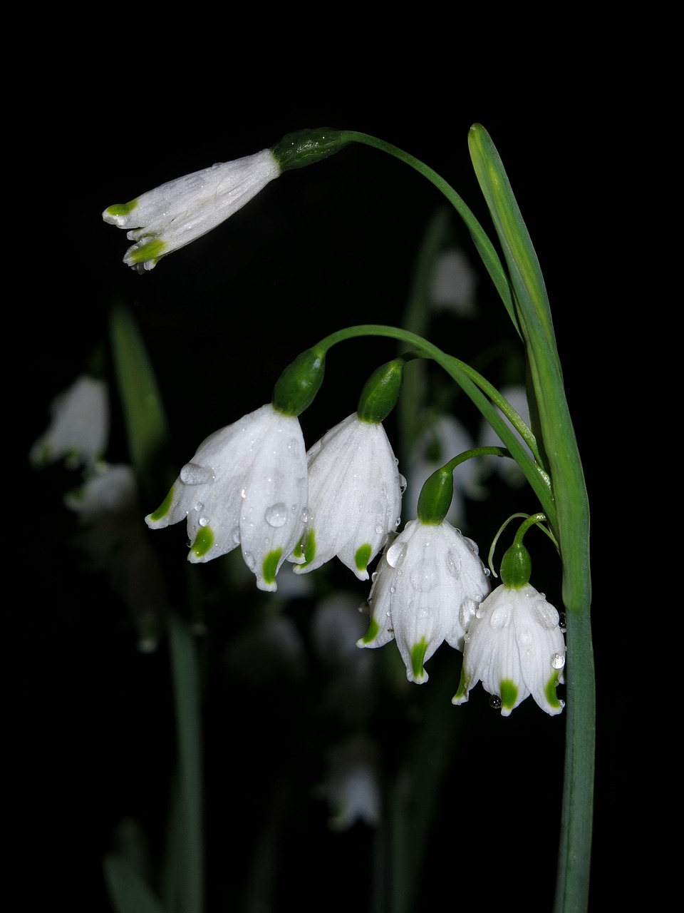 snowflake  spring knotenblume  leucojum vernum free photo