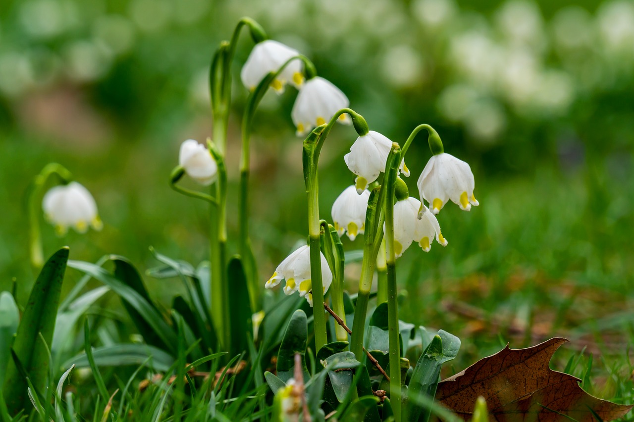 snowflake  flower  nature free photo