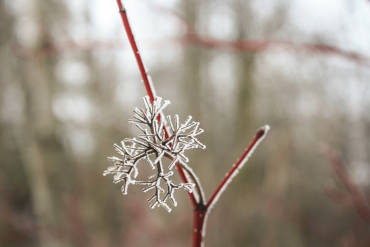 snowflake twig plant free photo