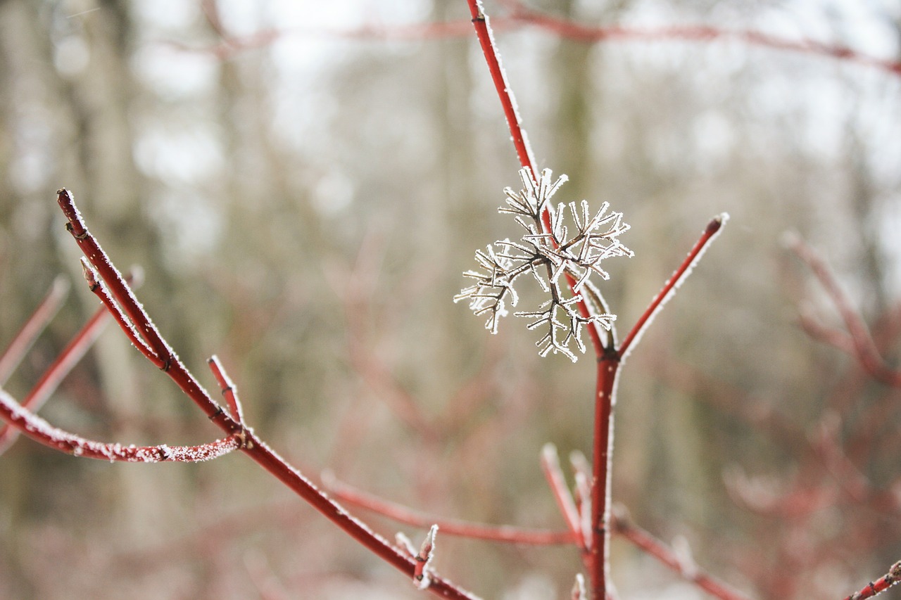 snowflake twig plant free photo