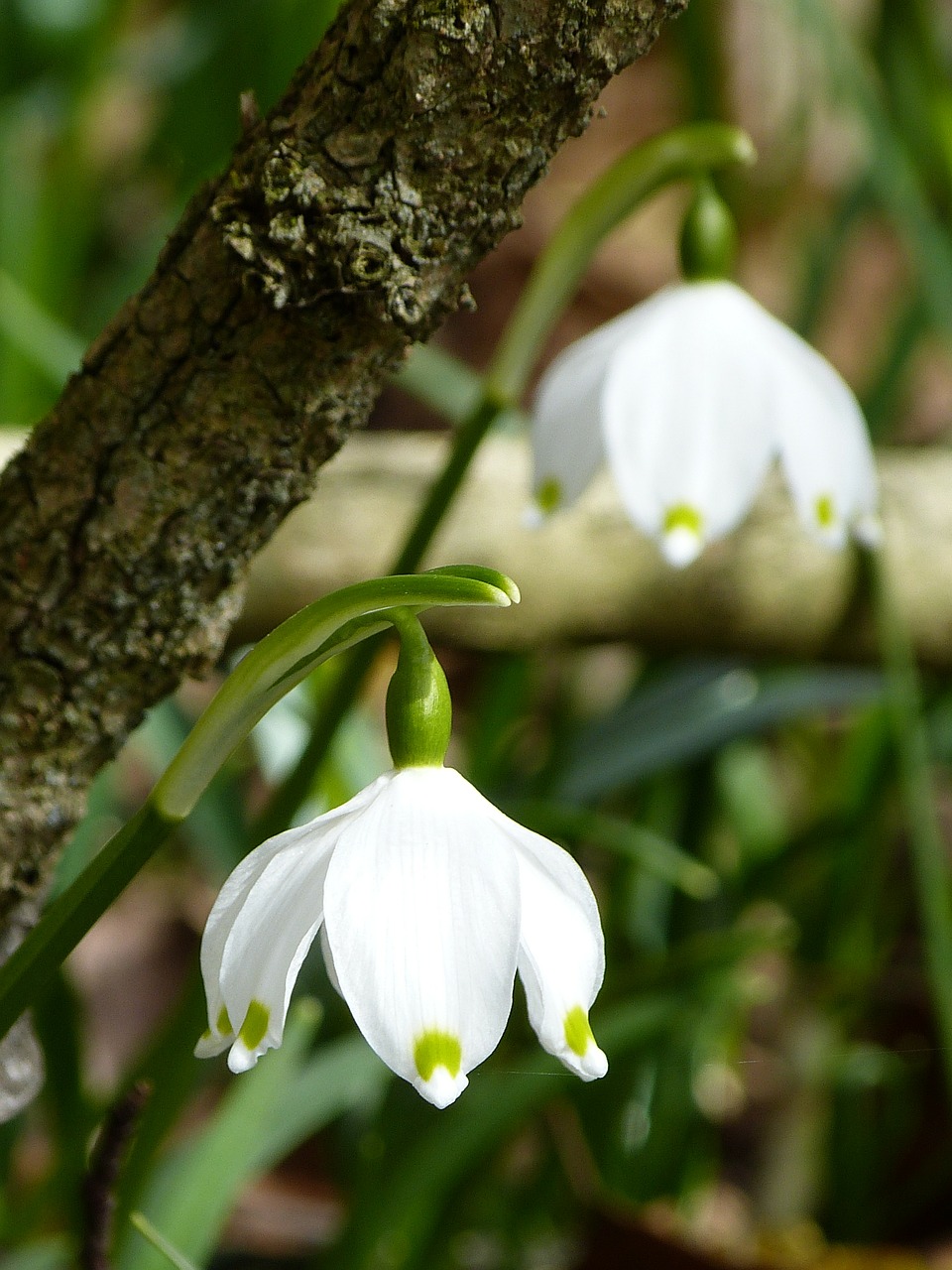 snowflake fruehlingsknotenblume spring free photo