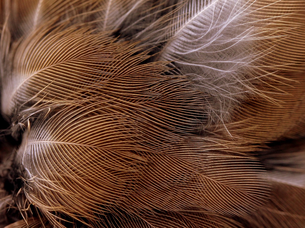 snowflakes feather birds free photo