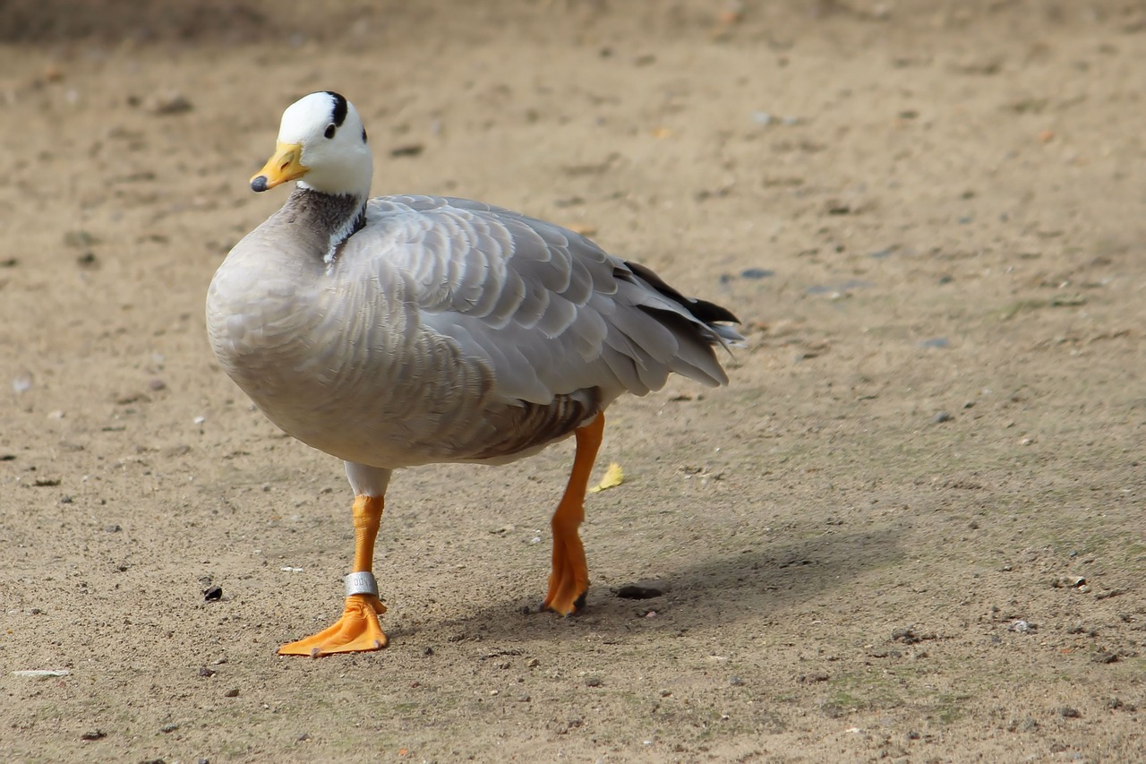 snowgoose goose animal world free photo