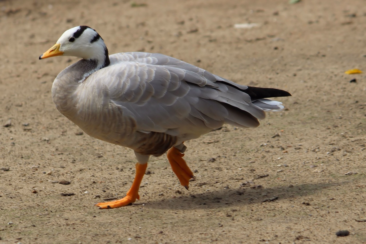 snowgoose goose animal world free photo