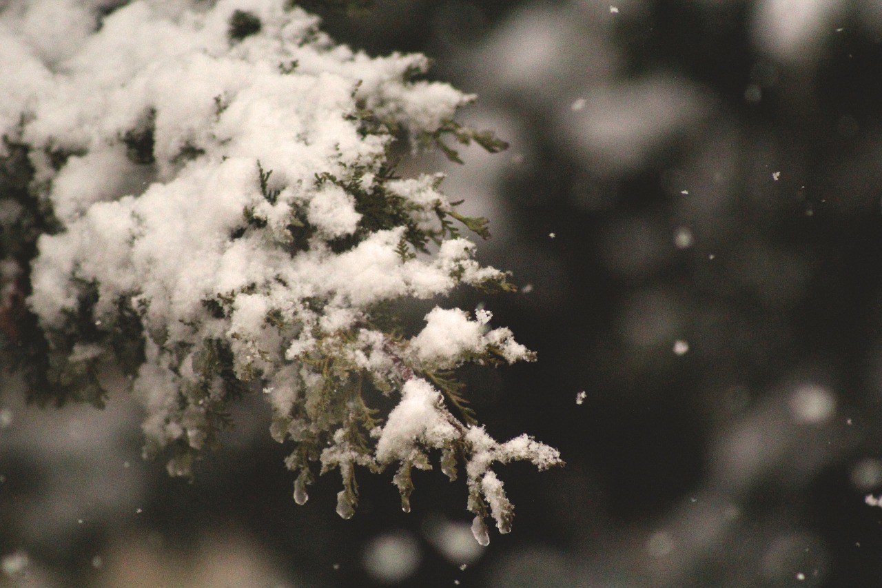 snowing pine tree snow free photo