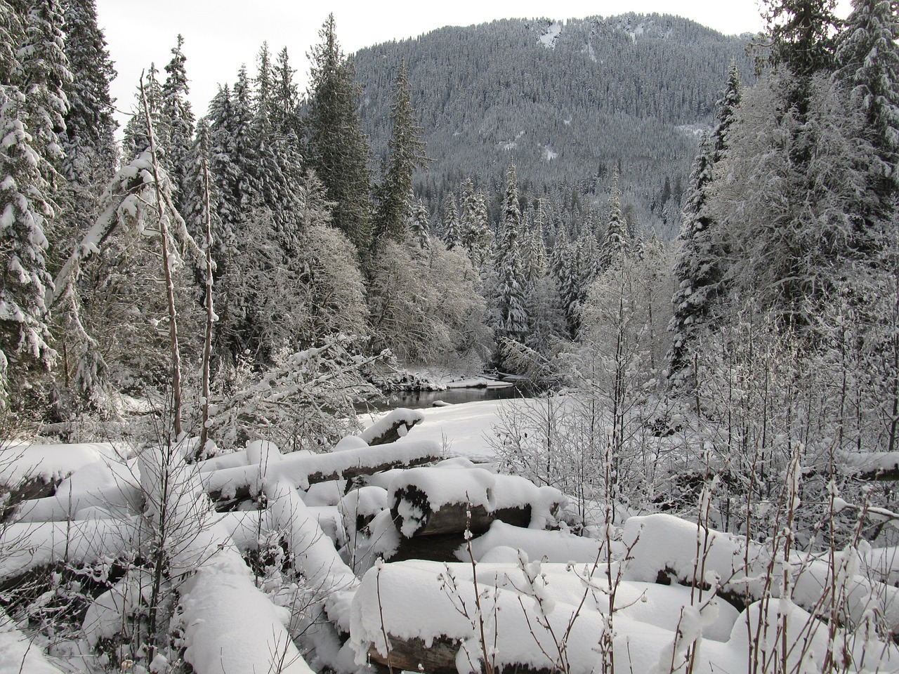 snowscape winter winter creek free photo