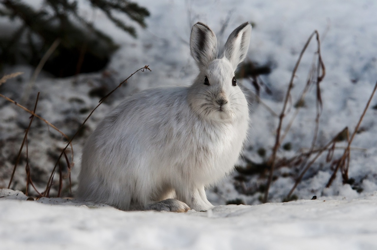 snowshoe hare rabbit bunny free photo