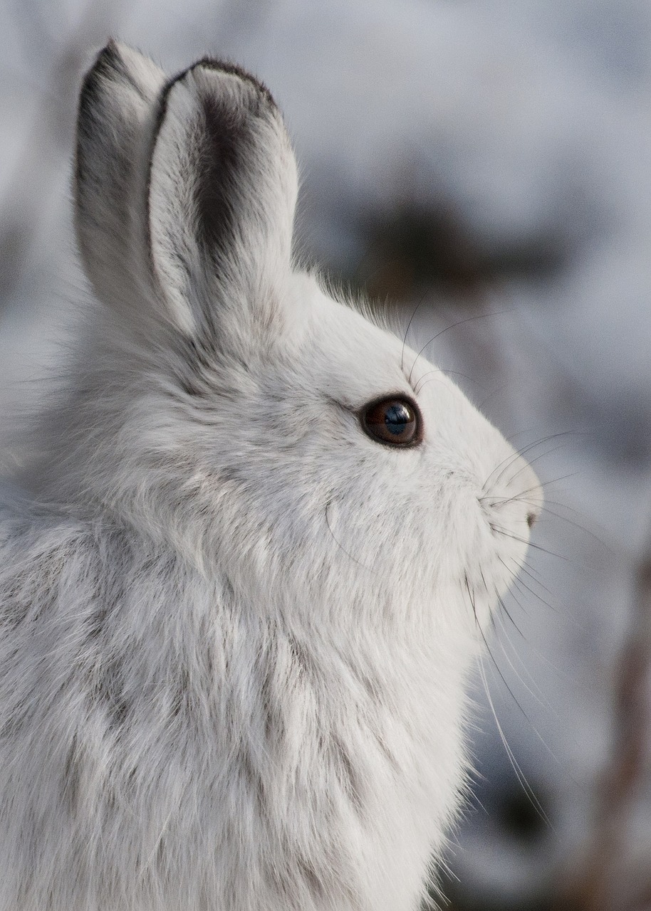 snowshoe hare rabbit wildlife free photo