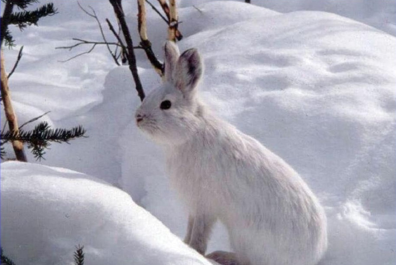 snowshoe hare,rabbit,hare,wildlife,nature,outdoors,snow,fluffy,wilderness,portrait,free pictures, free photos, free images, royalty free, free illustrations, public domain