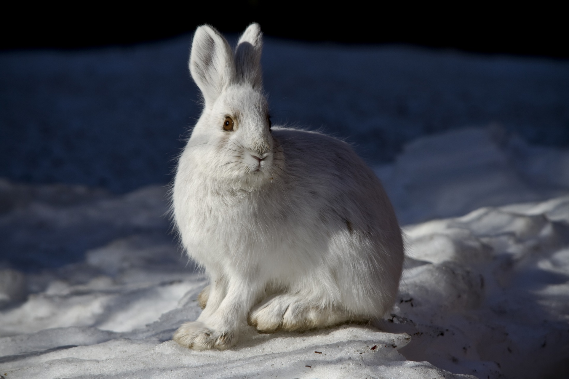 snowshoe hare rabbit wild free photo