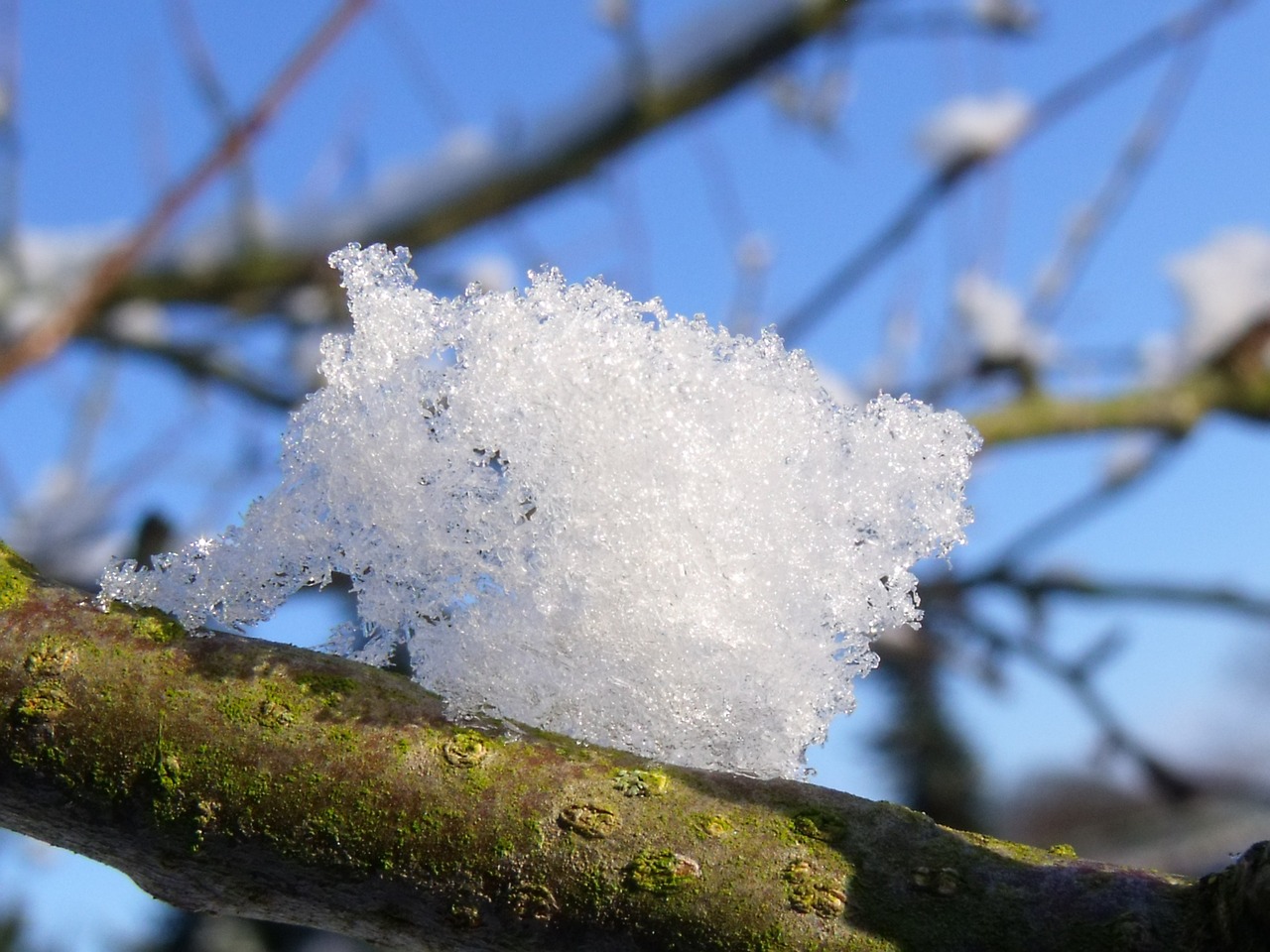 snowy winter snow free photo