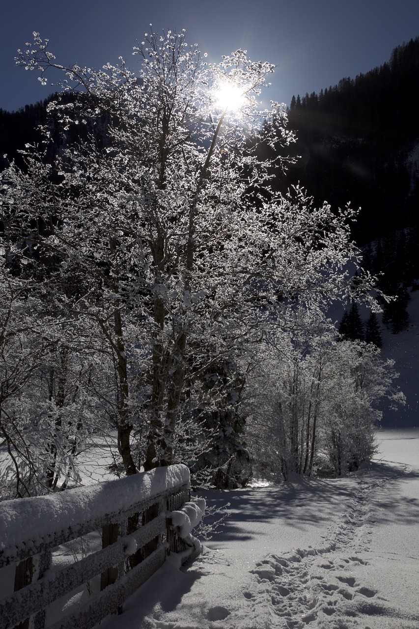 snowy trees wintry free photo