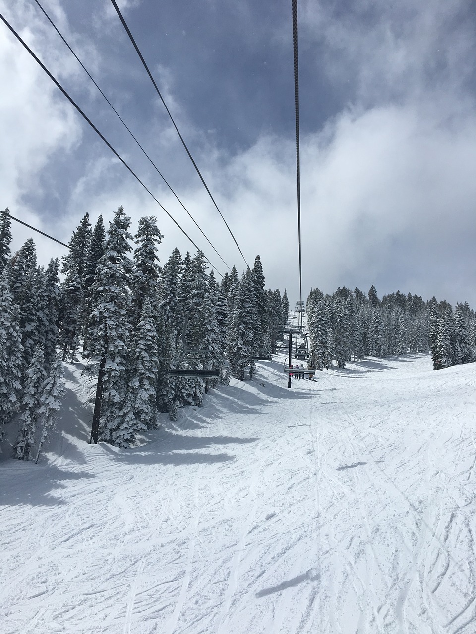 snowy trees landscape free photo