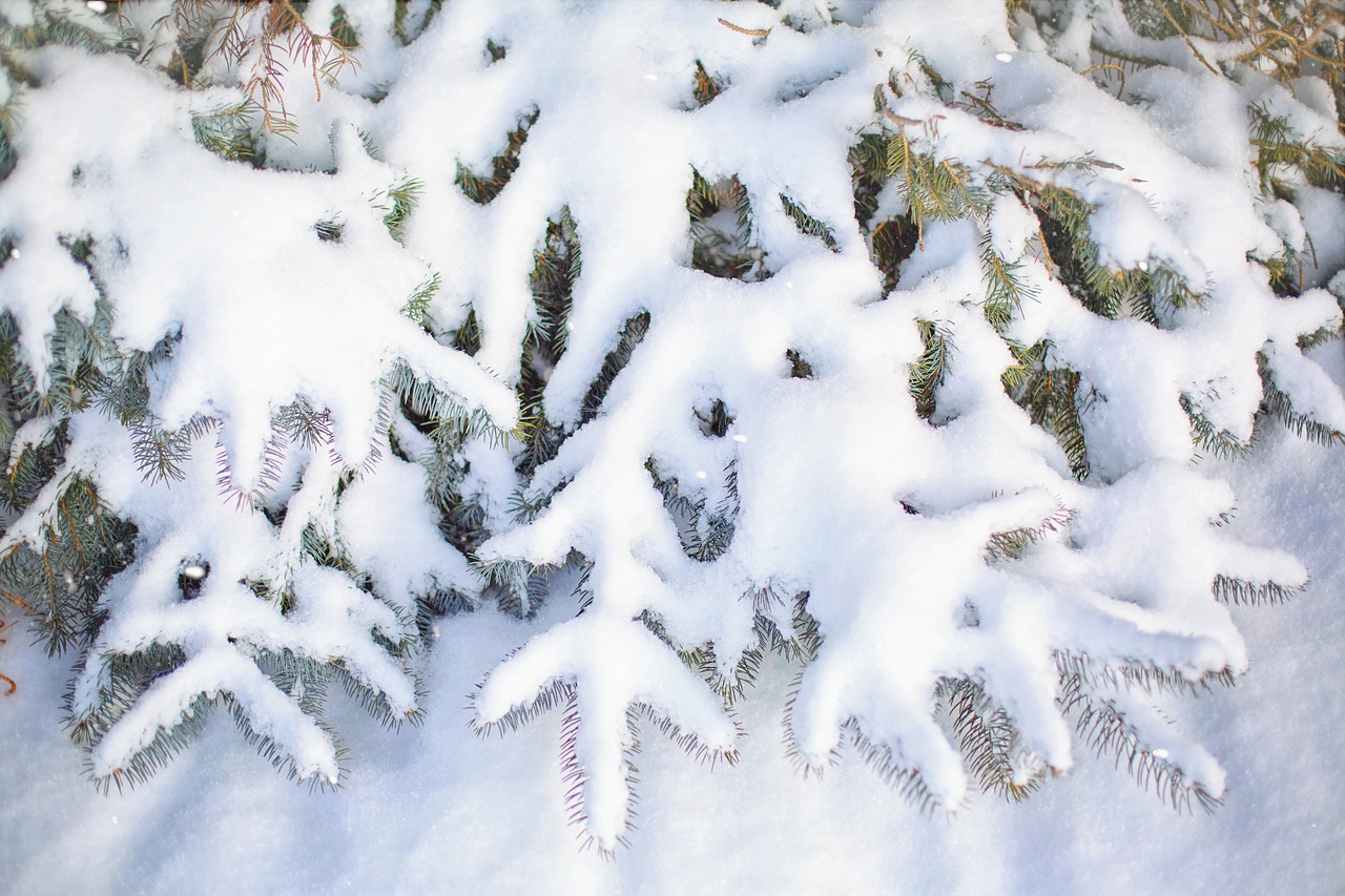 snowy  snow  pines free photo
