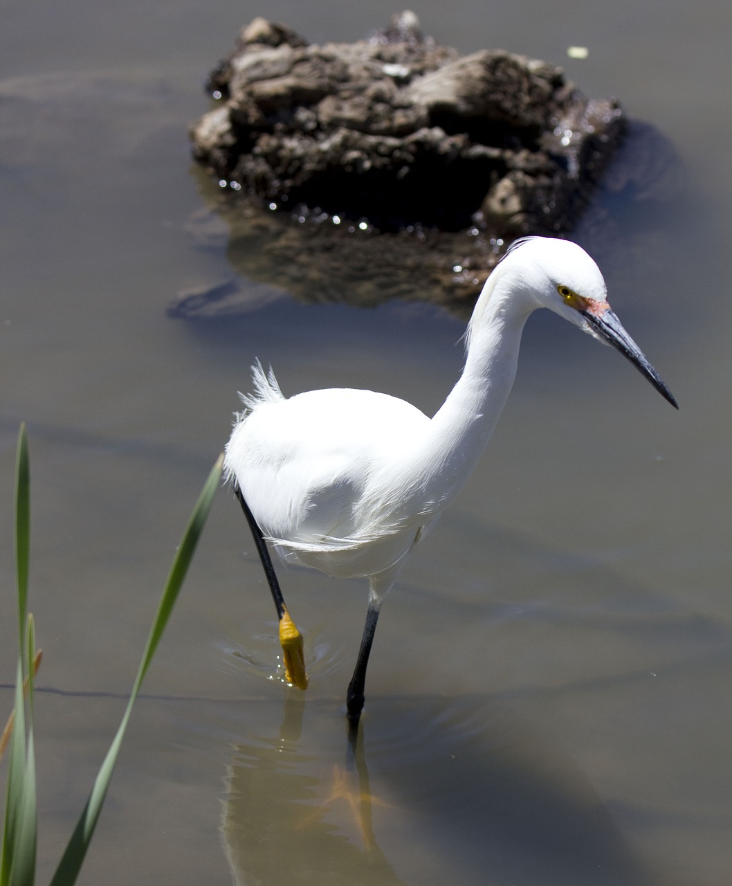 snowy  egret  white free photo