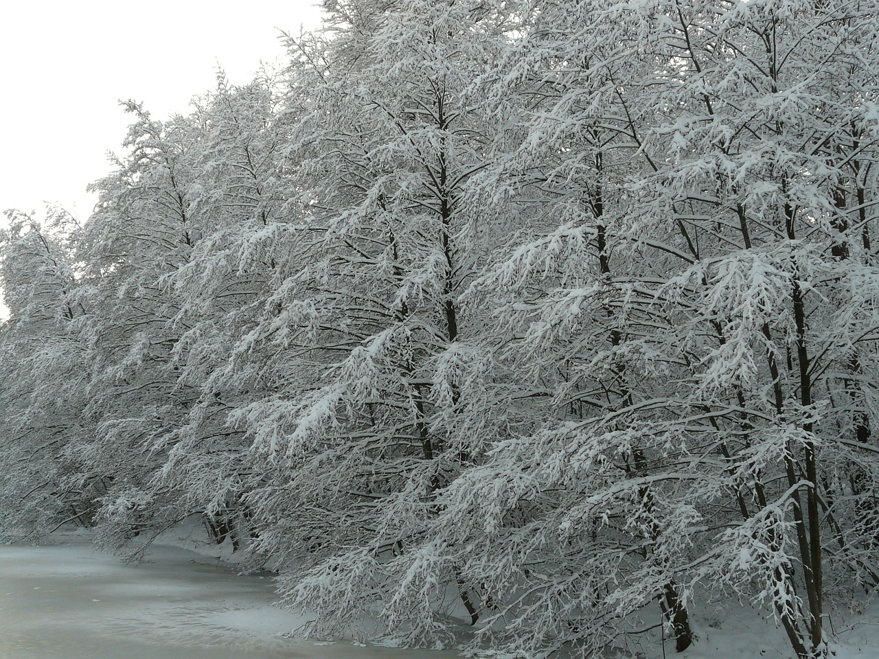 snowy winter wintry free photo