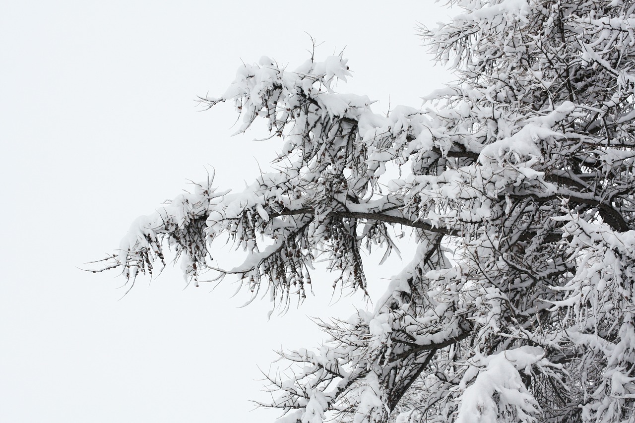 snowy forest nature free photo