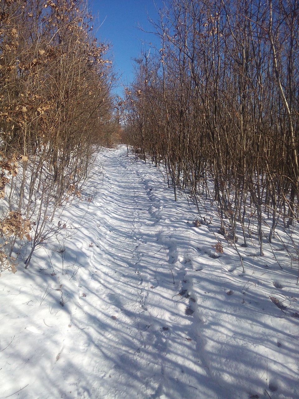 snowy forest path free photo