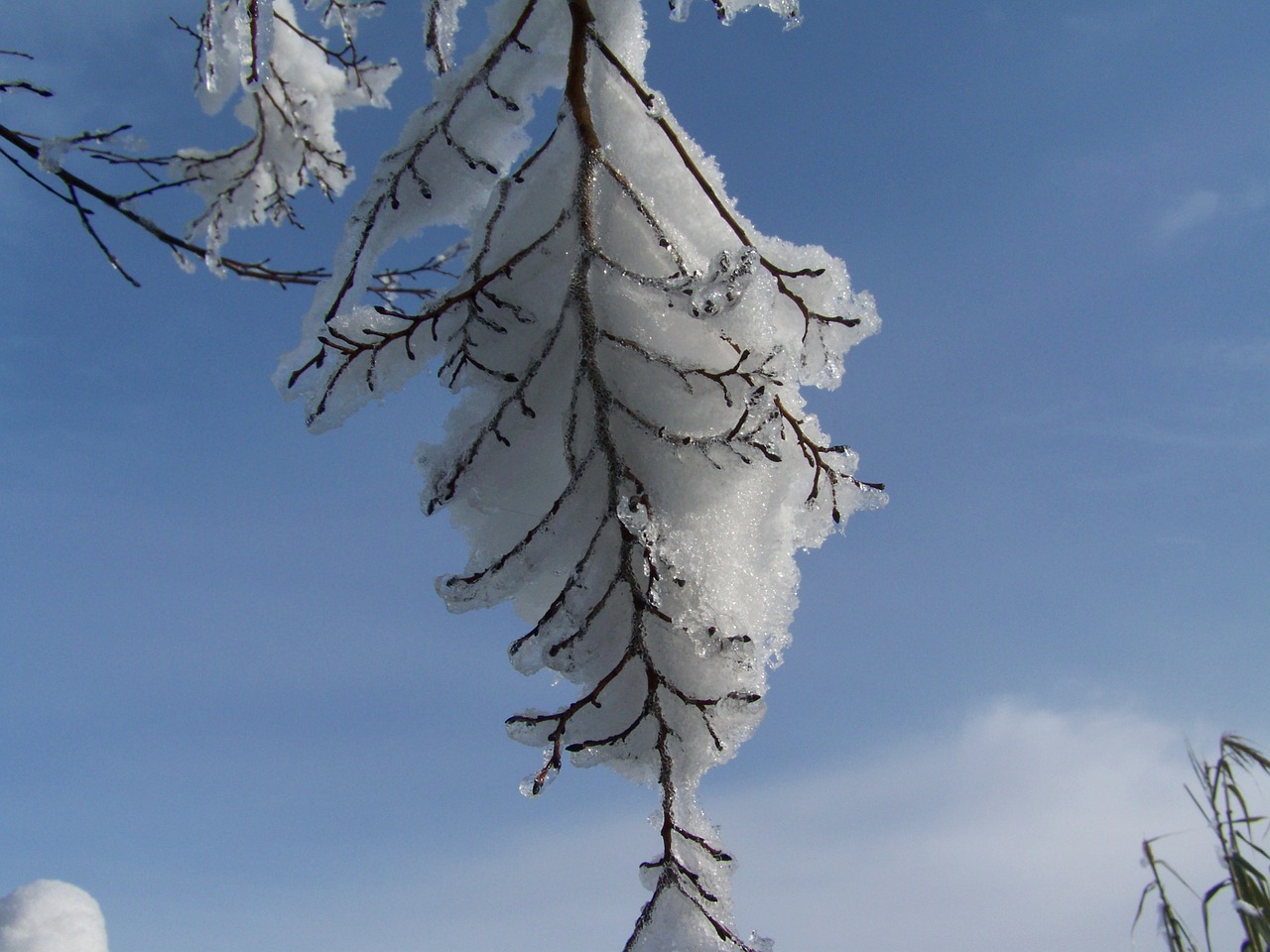 snowy bough winter nature free photo