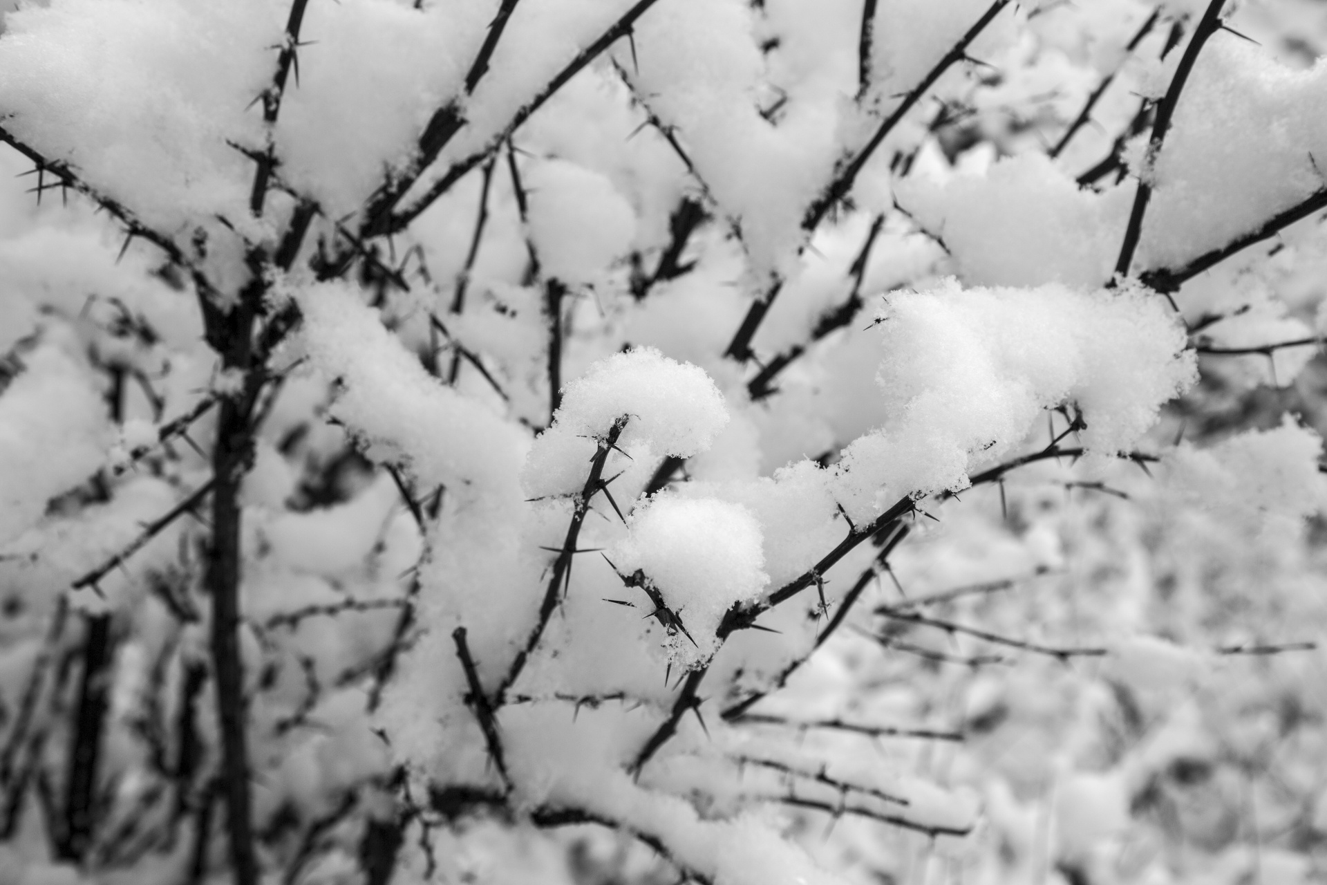 snowy snow landscape free photo