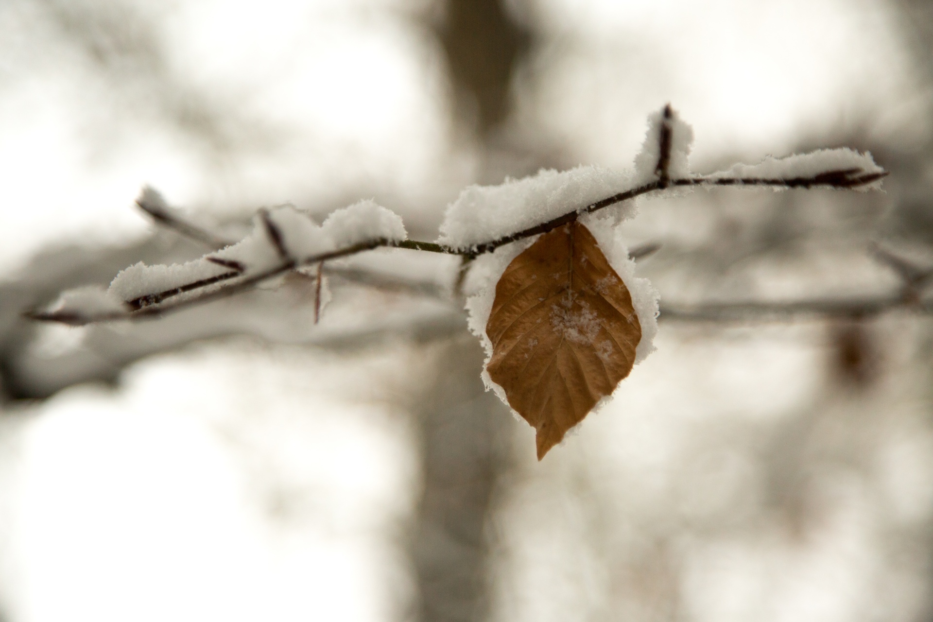 winter seasons snow free photo