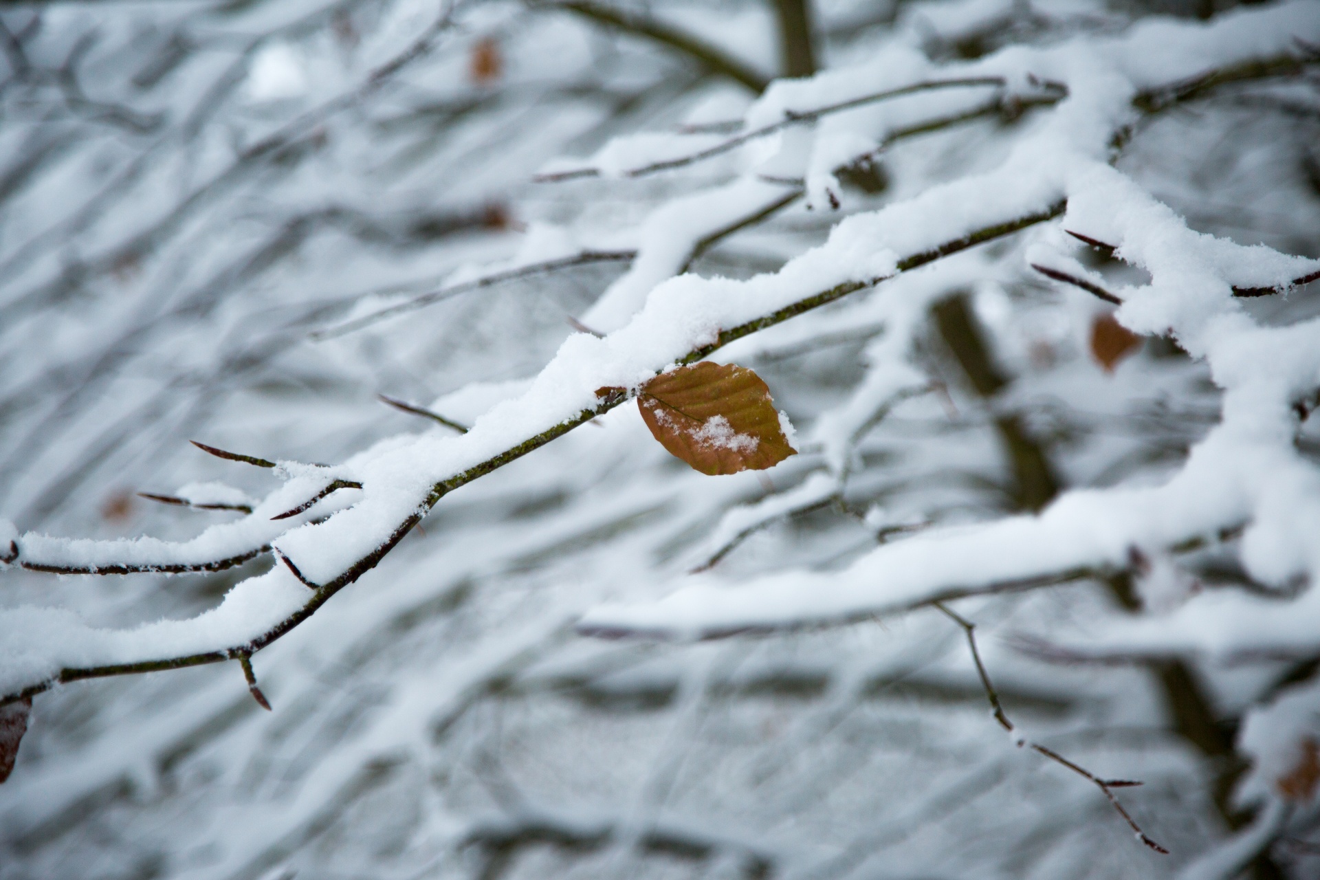 winter seasons snow free photo