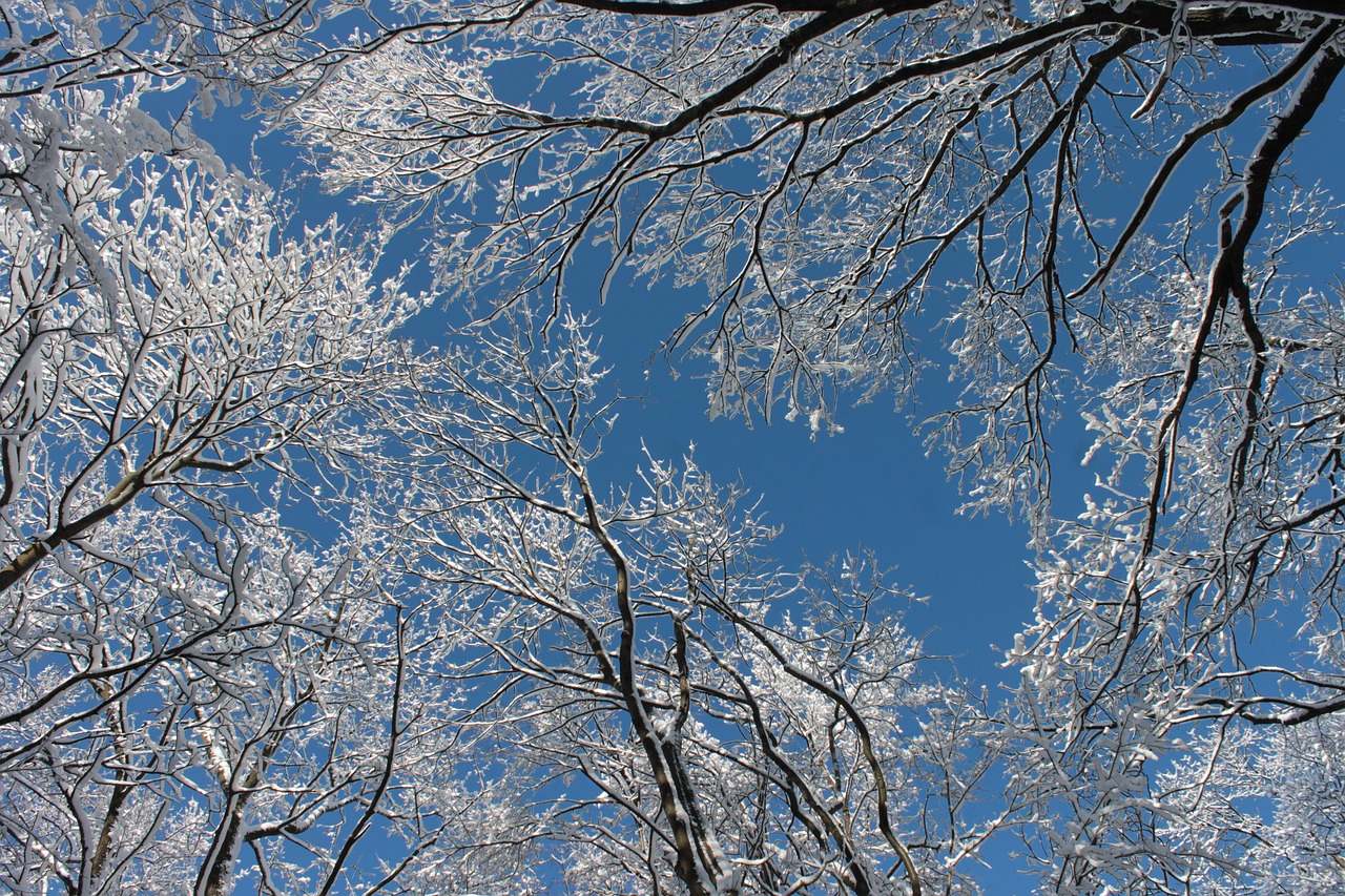 snowy branches winter trees free photo