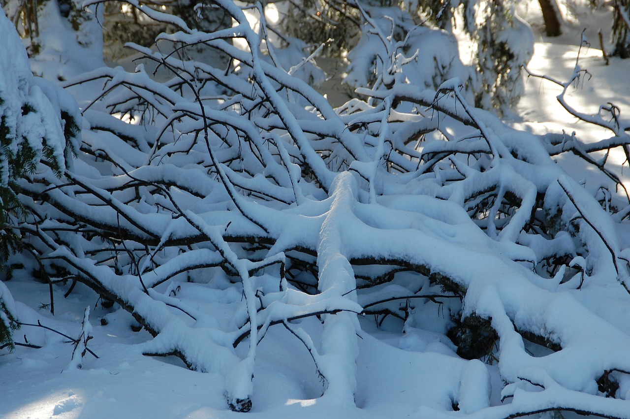 snowy branches winter snow free photo