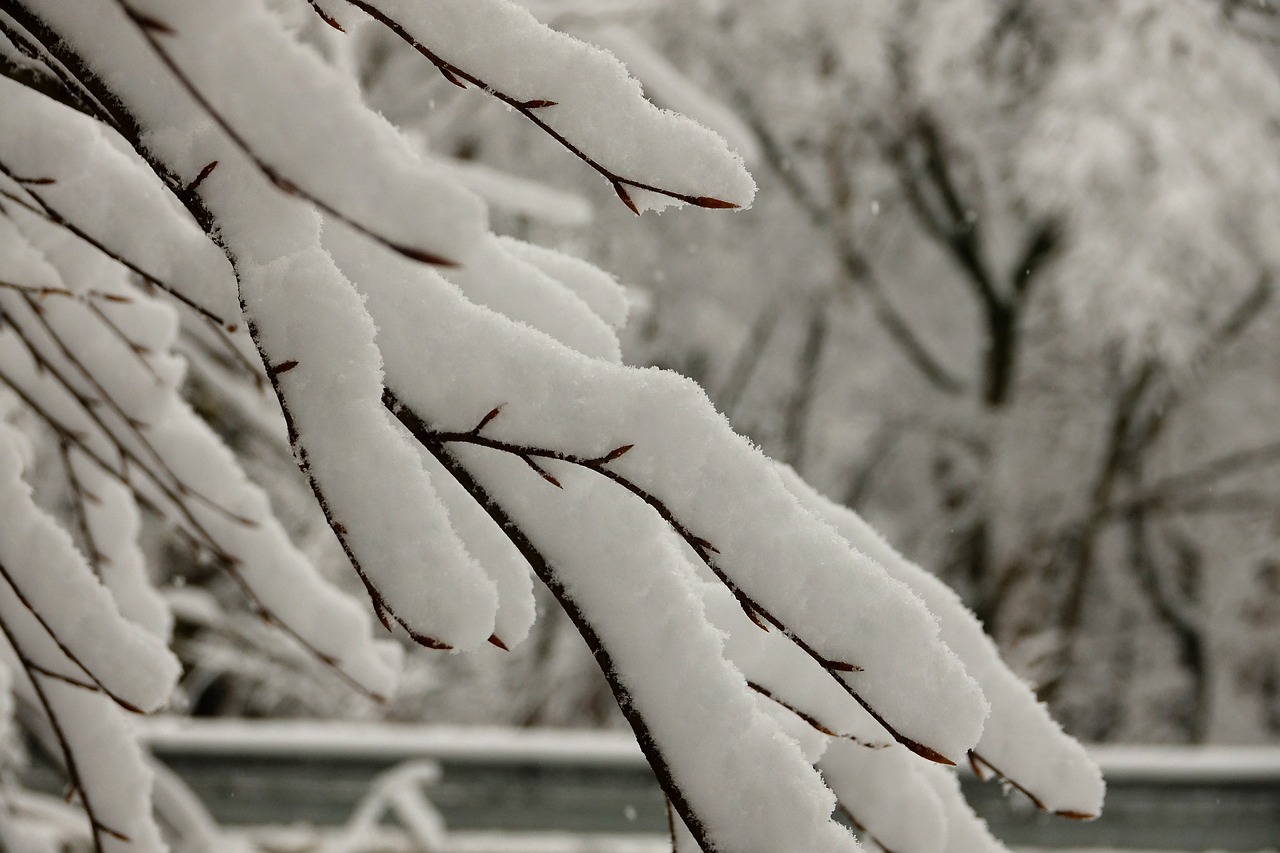 snowy branches snow winter free photo