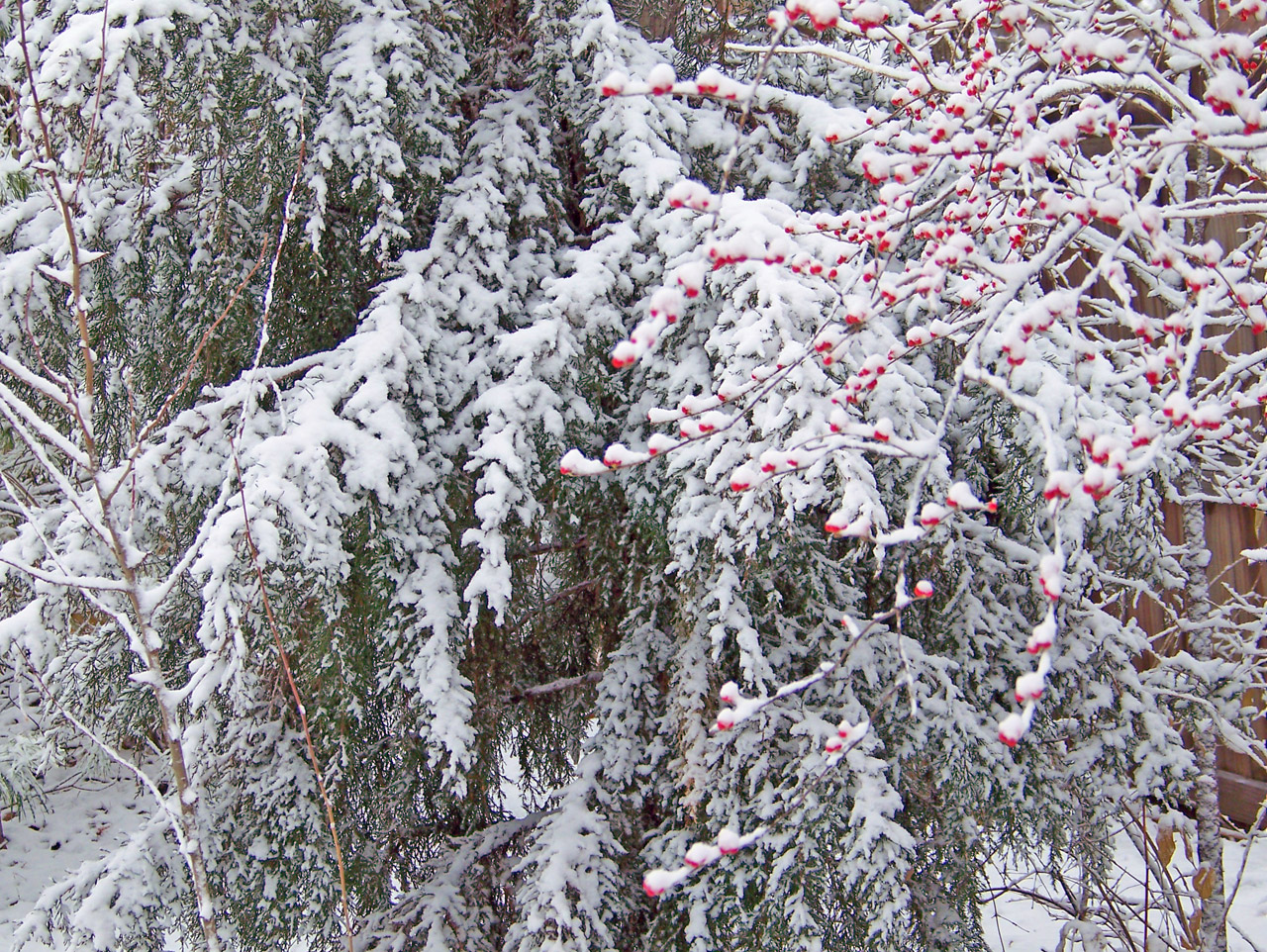 snow winter evergreen free photo