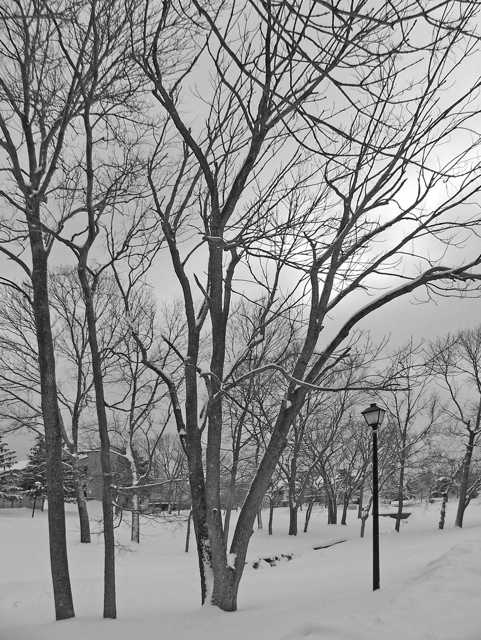 snow trees christmas free photo